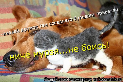 ничё мурзя...не боись! -ааааай дружок там соседнего бульдога привезли...... Котоматрица: ничё мурзя...не боись! -ааааай дружок там соседнего бульдога привезли...