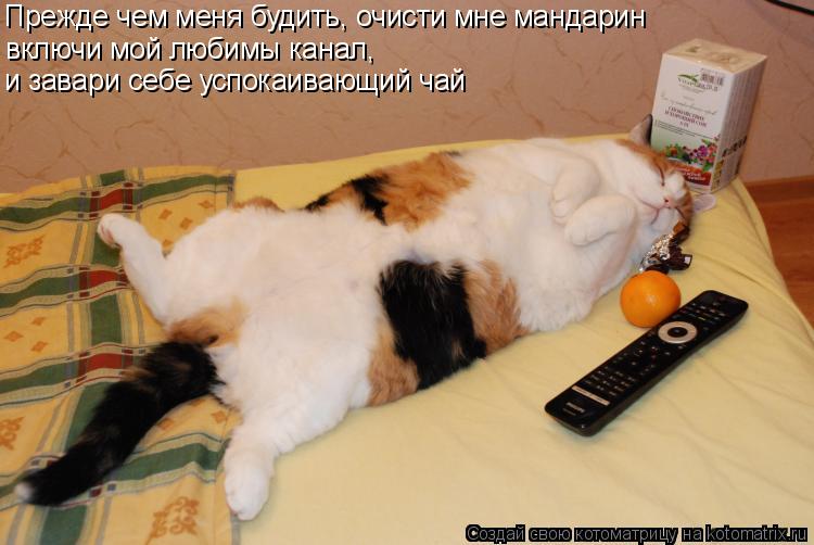 Котоматрица: Прежде чем меня будить, очисти мне мандарин включи мой любимы канал, и завари себе успокаивающий чай