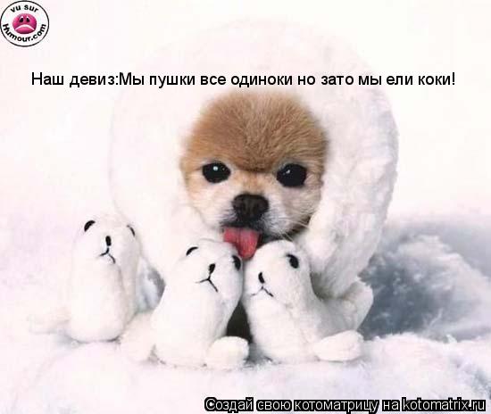 Наш девиз:Мы пушки все одиноки но зато мы ели коки!... Котоматрица: Наш девиз:Мы пушки все одиноки но зато мы ели коки!