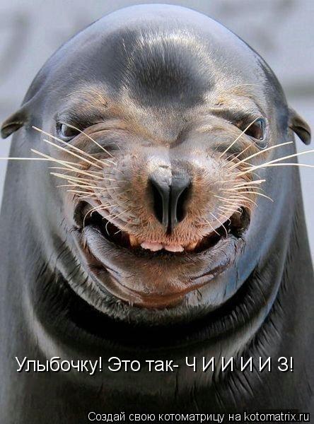 Улыбочку! Это так- Ч И И И И З!... Котоматрица: Улыбочку! Это так- Ч И И И И З!
