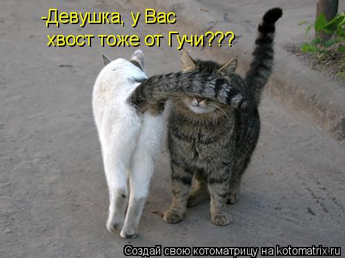 -Девушка, у Вас хвост тоже от Гучи???... Котоматрица: -Девушка, у Вас хвост тоже от Гучи???