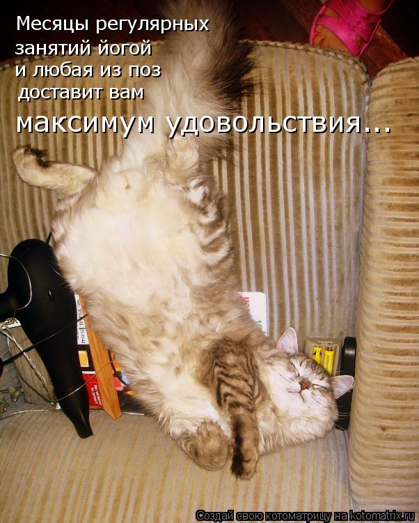 Месяцы регулярных занятий йогой и любая из поз доставит вам максимум удовольствия...... Котоматрица: Месяцы регулярных занятий йогой и любая из поз доставит вам максимум удовольствия...