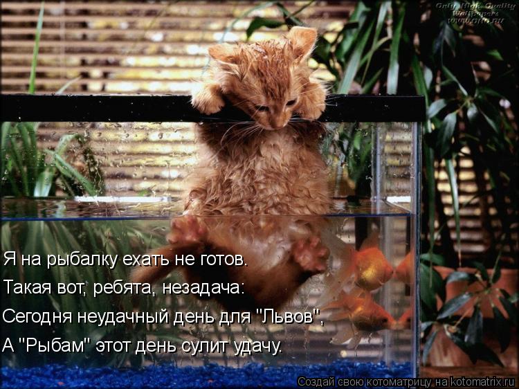 Котоматрица: Я на рыбалку ехать не готов. Такая вот, ребята, незадача: Сегодня неудачный день для "Львов", А "Рыбам" этот день сулит удачу.