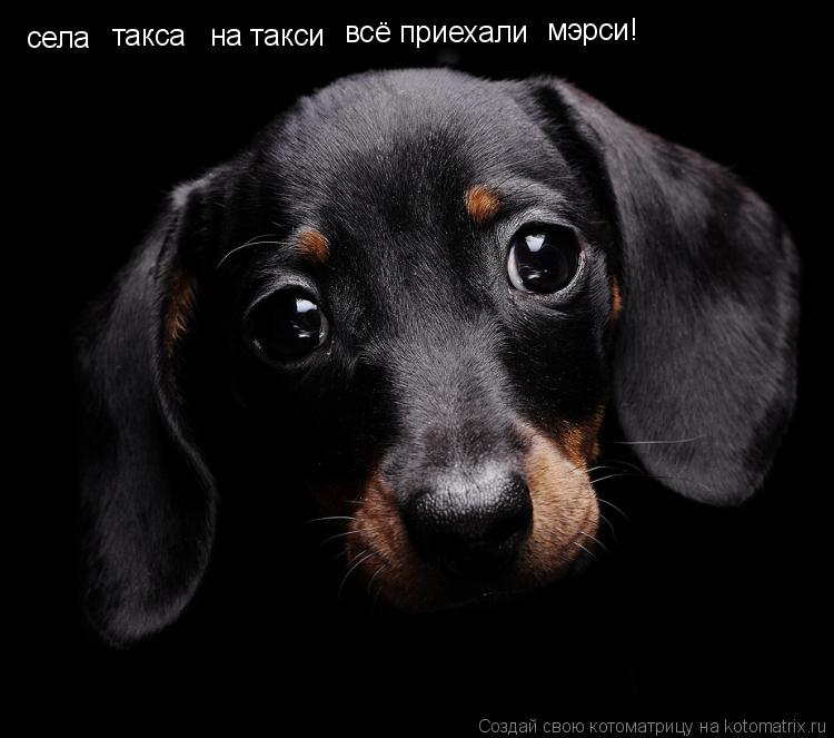 села такса на такси всё приехали мэрси!... Котоматрица: села такса на такси всё приехали мэрси!