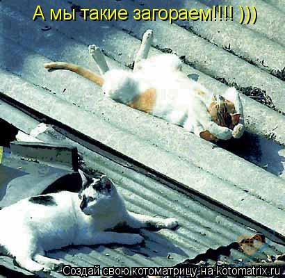 А мы такие загораем!!!! )))... Котоматрица: А мы такие загораем!!!! )))