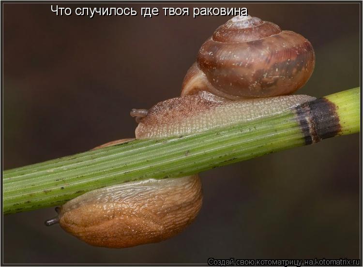 Что случилось где твоя раковина... Котоматрица: Что случилось где твоя раковина