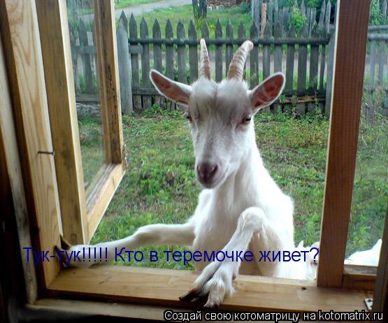 Тук-тук!!!!! Кто в теремочке живет?... Котоматрица: Тук-тук!!!!! Кто в теремочке живет?