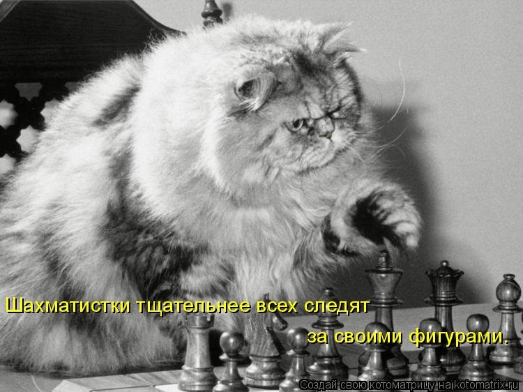 Котоматрица: Шахматистки тщательнее всех следят  за своими фигурами.