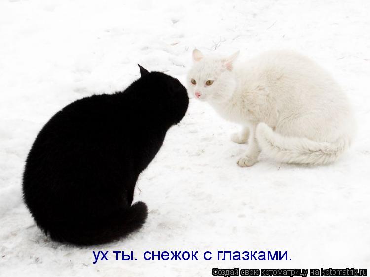ух ты. снежок с глазками.... Котоматрица: ух ты. снежок с глазками.