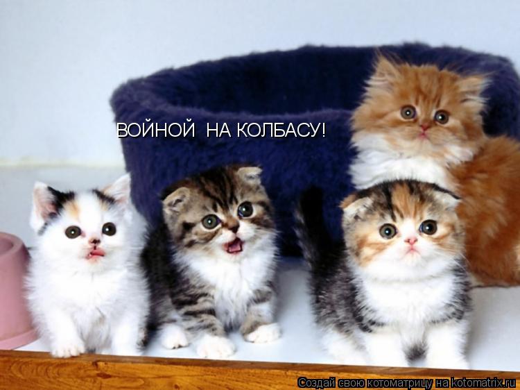 ВОЙНОЙ НА КОЛБАСУ!... Котоматрица: ВОЙНОЙ НА КОЛБАСУ!