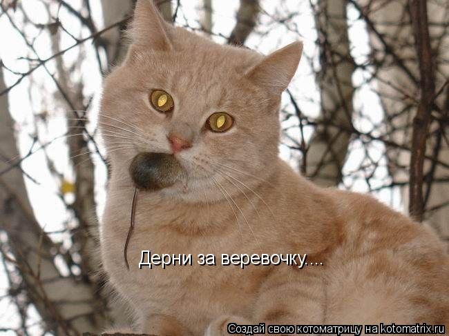 Дерни за веревочку....... Котоматрица: Дерни за веревочку....