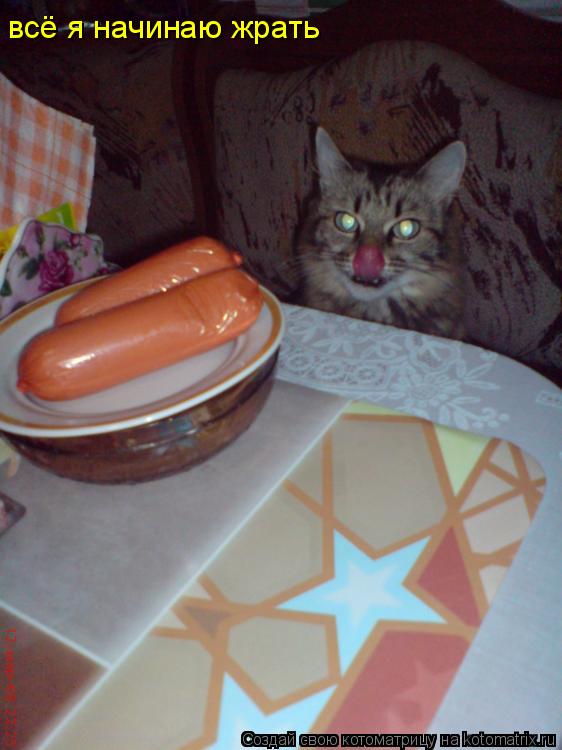 всё я начинаю жрать... Котоматрица: всё я начинаю жрать