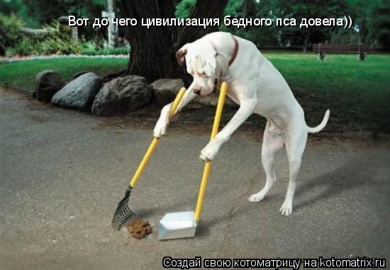 Вот до чего цивилизация бедного пса довела))... Котоматрица: Вот до чего цивилизация бедного пса довела))