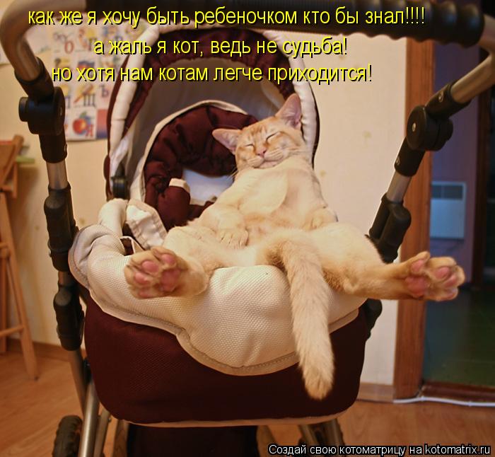 как же я хочу быть ребеночком кто бы знал!!!! а жаль я кот, ведь не судьба! но хотя нам котам легче п... Котоматрица: как же я хочу быть ребеночком кто бы знал!!!! а жаль я кот, ведь не судьба! но хотя нам котам легче приходится!