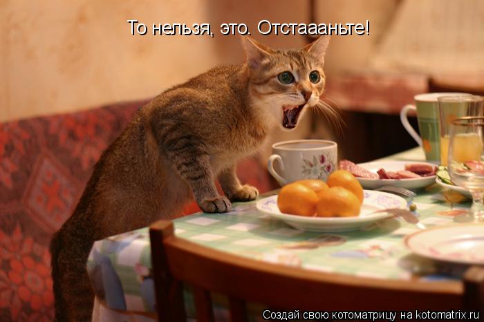 Котоматрица: То нельзя, это. Отстаааньте!
