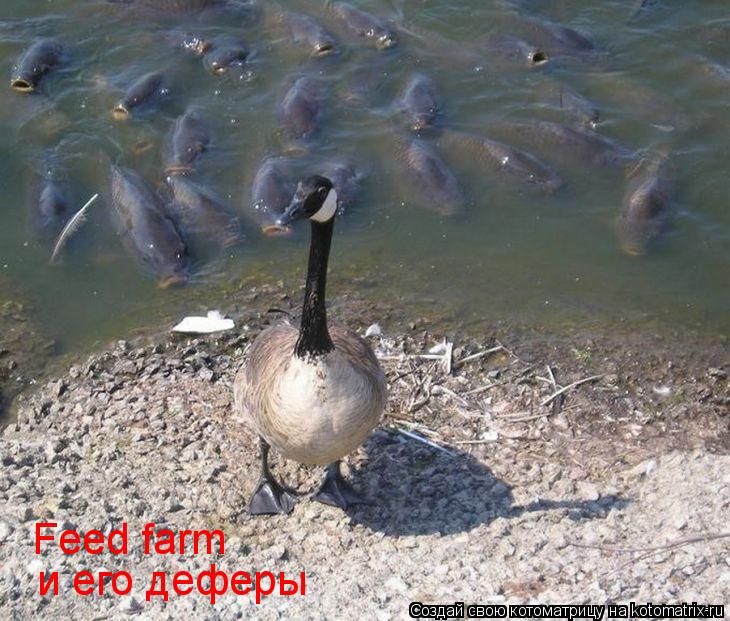 и его деферы Feed farm... Котоматрица: и его деферы Feed farm