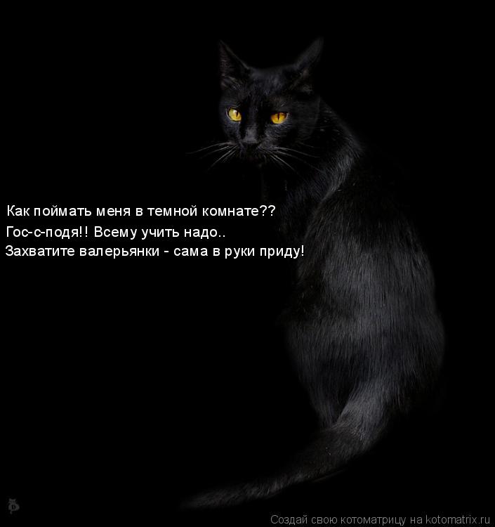 Как поймать меня в темной комнате?? Гос-с-подя!! Всему учить надо.. Захватите валерьянки - сама в рук... Котоматрица: Как поймать меня в темной комнате?? Гос-с-подя!! Всему учить надо.. Захватите валерьянки - сама в руки приду!