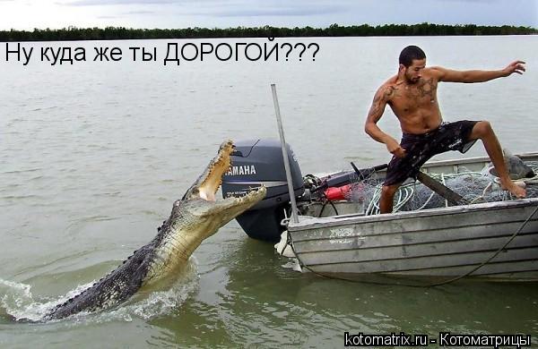 Ну куда же ты ДОРОГОЙ???... Котоматрица: Ну куда же ты ДОРОГОЙ???