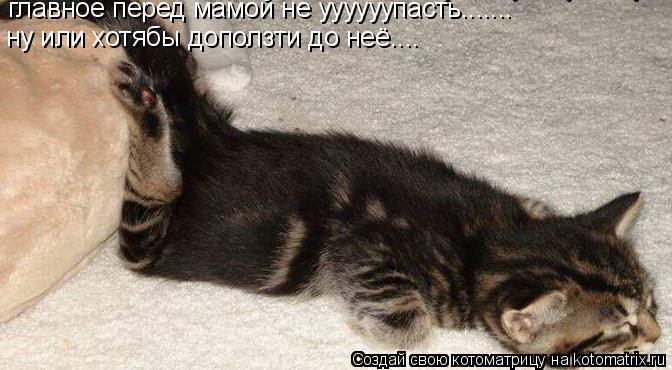главное перед мамой не уууууупасть....... ну или хотябы доползти до неё....... Котоматрица: главное перед мамой не уууууупасть....... ну или хотябы доползти до неё....