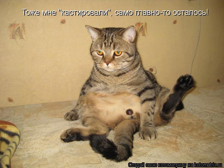 Тоже мне "кастировали", само главно-то осталось!... Котоматрица: Тоже мне "кастировали", само главно-то осталось!