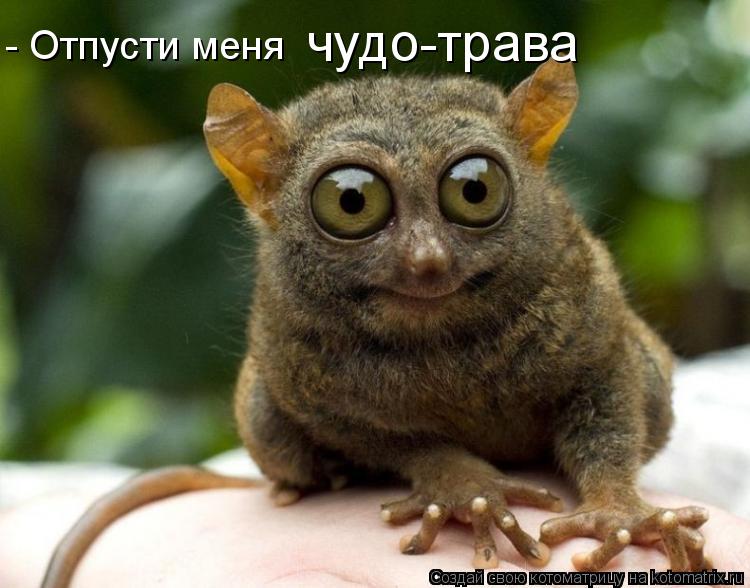 - Отпусти меня чудо-трава... Котоматрица: - Отпусти меня чудо-трава