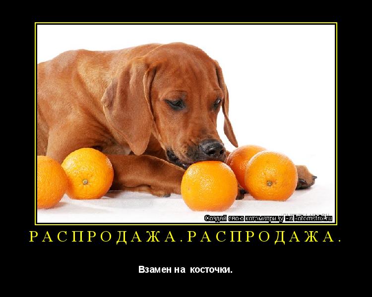 Распродажа.Распродажа. Взамен на косточки.... Котоматрица: Распродажа.Распродажа. Взамен на косточки.