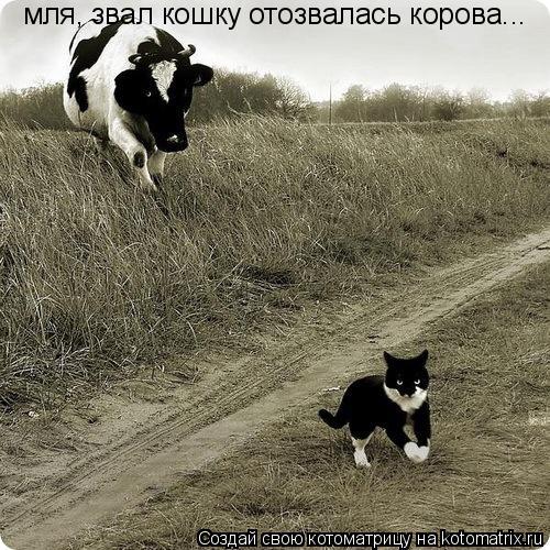 Котоматрица: мля, звал кошку отозвалась корова...