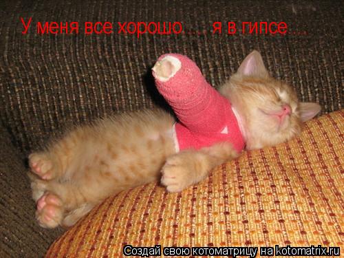 У меня все хорошо..... я в гипсе....... Котоматрица: У меня все хорошо..... я в гипсе....