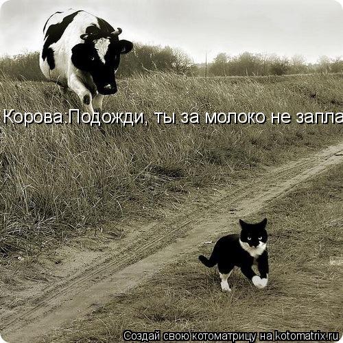 Корова:Подожди, ты за молоко не заплатил?Кот: Нас не догонят, нас не догонят! :-Р... Котоматрица: Корова:Подожди, ты за молоко не заплатил?Кот: Нас не догонят, нас не догонят! :-Р