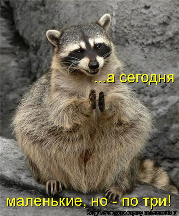 Котоматрица: ...а сегодня маленькие, но - по три!