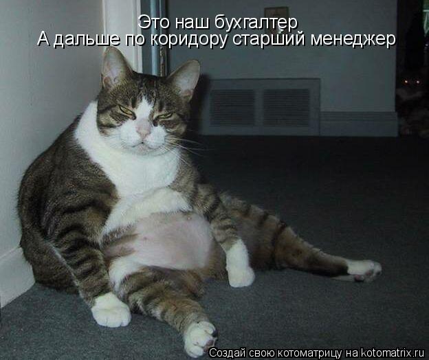 Это наш бухгалтер А дальше по коридору старший менеджер... Котоматрица: Это наш бухгалтер А дальше по коридору старший менеджер