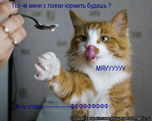 ТЫ чё меня с ложки кормить будешь ? МЯУУУУУУ А ну отдай --------------ФФФФФФФФФ... Котоматрица: ТЫ чё меня с ложки кормить будешь ? МЯУУУУУУ А ну отдай --------------ФФФФФФФФФ