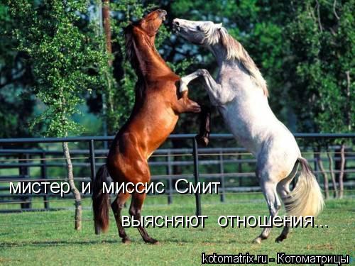 мистер и миссис Смит выясняют отношения...... Котоматрица: мистер и миссис Смит выясняют отношения...