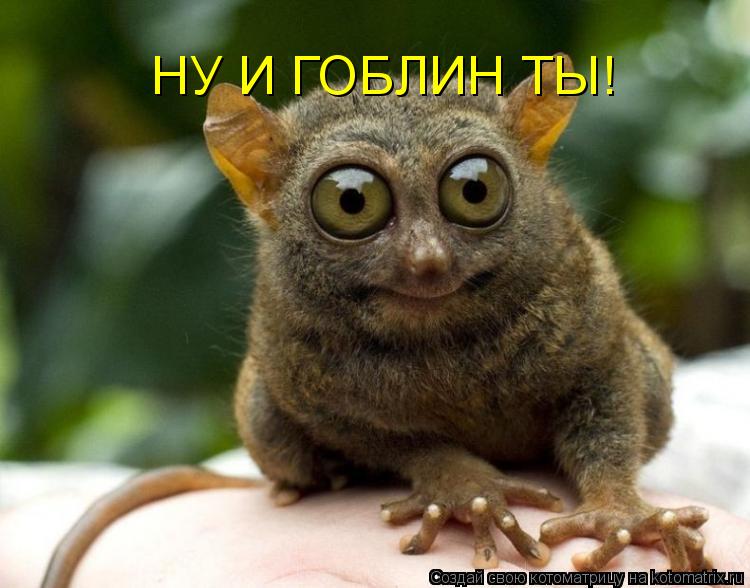 Котоматрица: НУ И ГОБЛИН ТЫ!