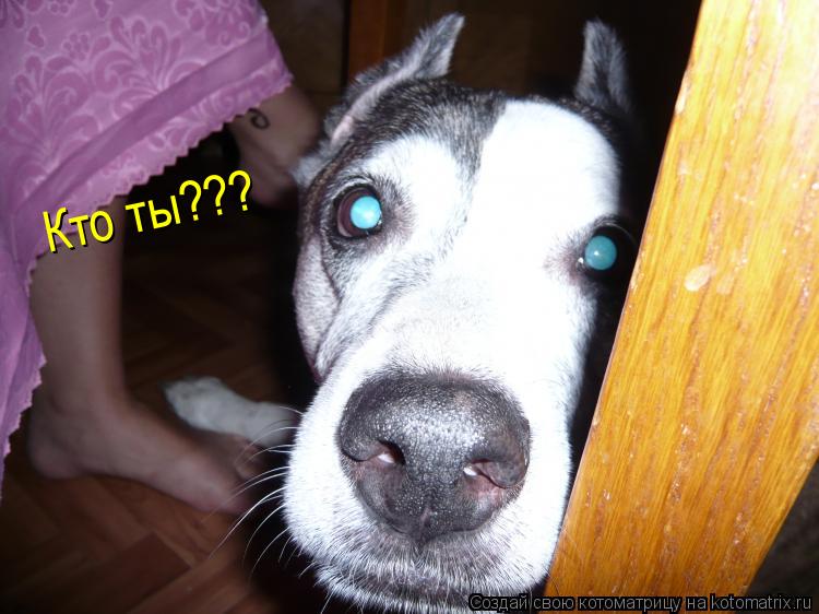 Кто ты???... Котоматрица: Кто ты???