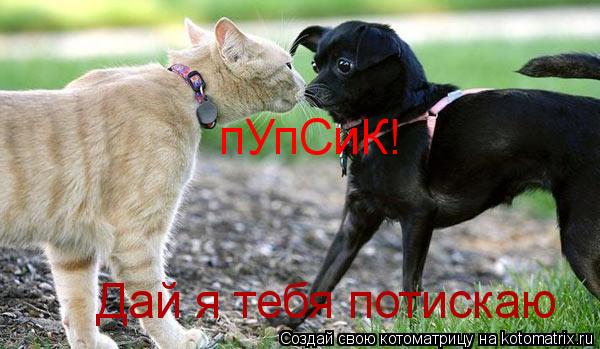 пУпСиК! Дай я тебя потискаю... Котоматрица: пУпСиК! Дай я тебя потискаю