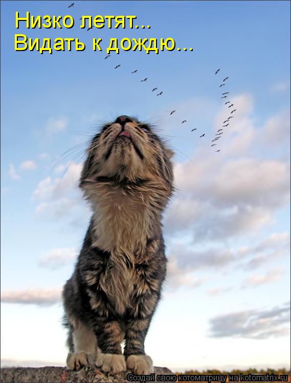Низко летят... Видать к дождю...... Котоматрица: Низко летят... Видать к дождю...