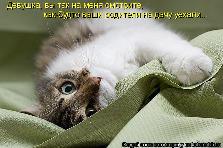 Девушка, вы так на меня смотрите, как-будто ваши родители на дачу уехали...... Котоматрица: Девушка, вы так на меня смотрите, как-будто ваши родители на дачу уехали...