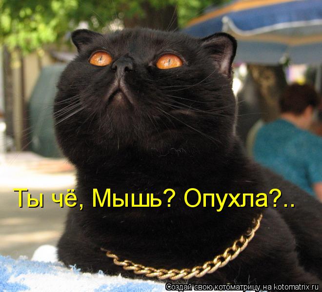 Котоматрица: Ты чё, Мышь? Опухла?..