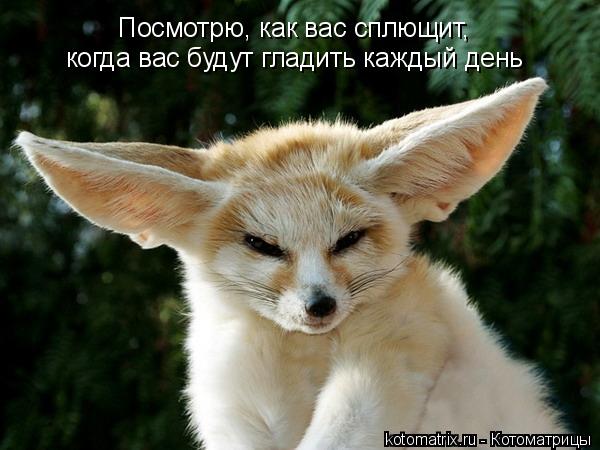 Котоматрица: Посмотрю, как вас сплющит, когда вас будут гладить каждый день