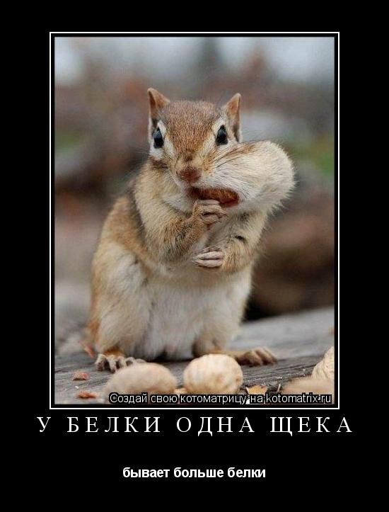 У белки одна щека бывает больше белки... Котоматрица: У белки одна щека бывает больше белки