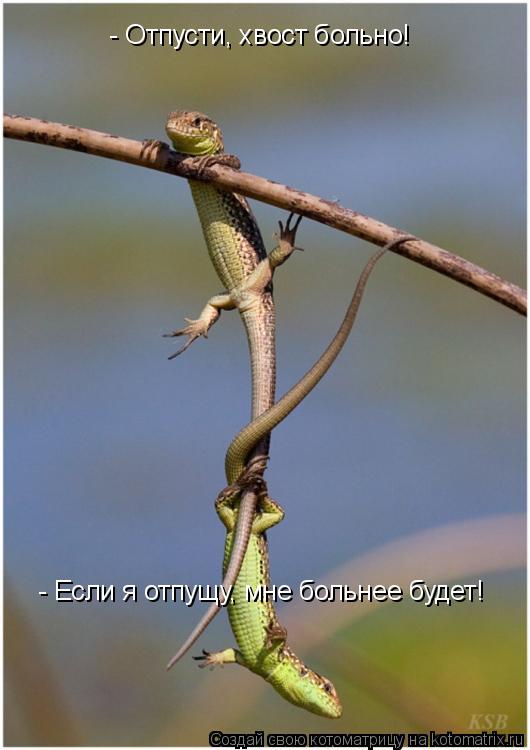 - Отпусти, хвост больно! - Если я отпущу, мне больнее будет! - Если я отпущу, мне больнее будет!... Котоматрица: - Отпусти, хвост больно! - Если я отпущу, мне больнее будет! - Если я отпущу, мне больнее будет!