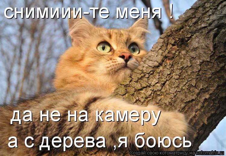 Котоматрица: снимиии-те меня ! да не на камеру  a с дерева ,я боюсь