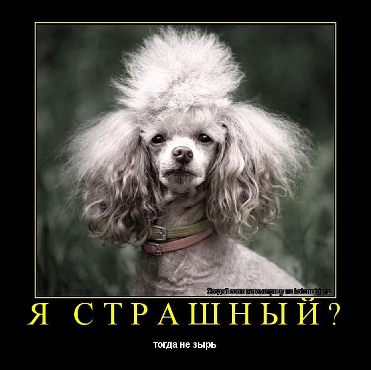 Котоматрица: я страшный? тогда не зырь