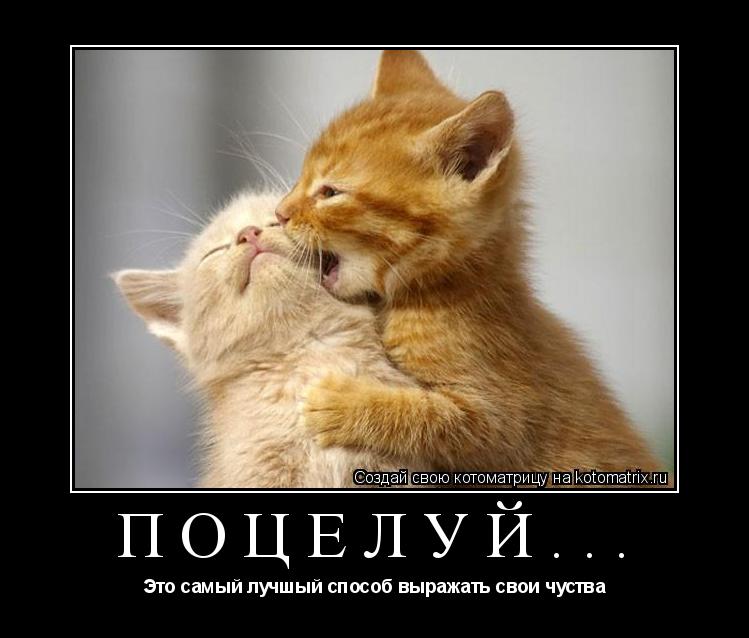 Поцелуй... Это самый лучшый способ выражать свои чуства... Котоматрица: Поцелуй... Это самый лучшый способ выражать свои чуства