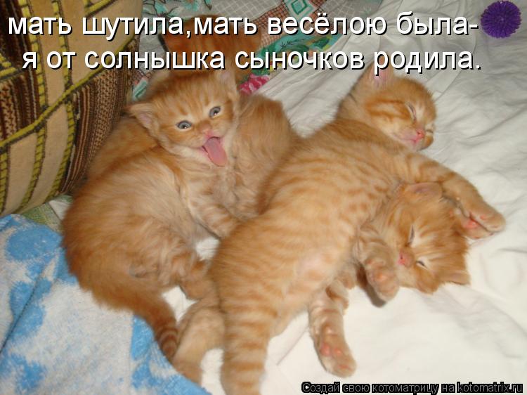 мать шутила,мать весёлою была- я от солнышка сыночков родила.... Котоматрица: мать шутила,мать весёлою была- я от солнышка сыночков родила.