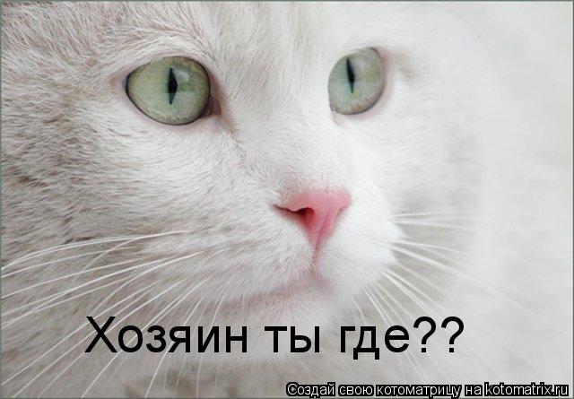 Хозяин ты где??... Котоматрица: Хозяин ты где??
