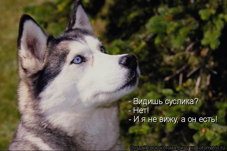 Котоматрица: - Видишь суслика? - Нет! - И я не вижу, а он есть!