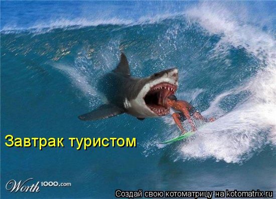 Завтрак туристом... Котоматрица: Завтрак туристом