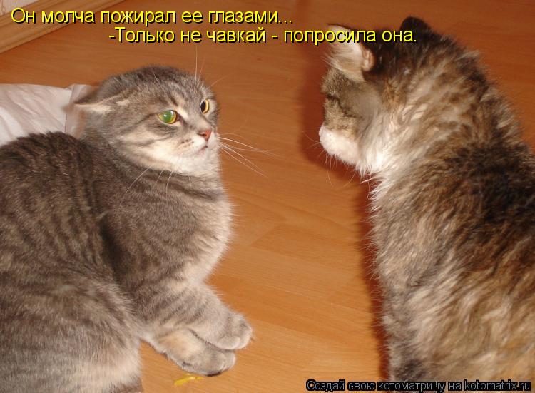 Он молча пожирал ее глазами... -Только не чавкай - попросила она.... Котоматрица: Он молча пожирал ее глазами... -Только не чавкай - попросила она.